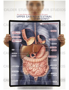 digestive system poster